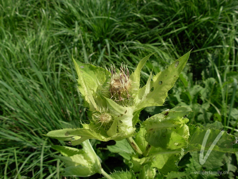 Kohldistel: Übersicht